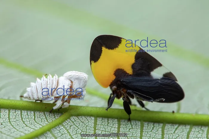 : Treehopper (Phyllotropis fasciata) and exuviae : Treehopper (Phyllotropis fasciata) and exuviae