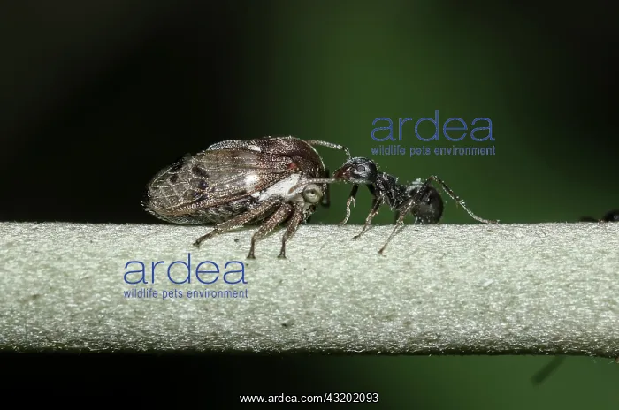 : Treehopper on stem - being tended by Black Weaver : Treehopper on stem - being tended by Black Weaver