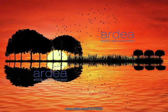 : Trees arranged in a shape of a guitar on a sunset : Trees arranged in a shape of a guitar on a sunset