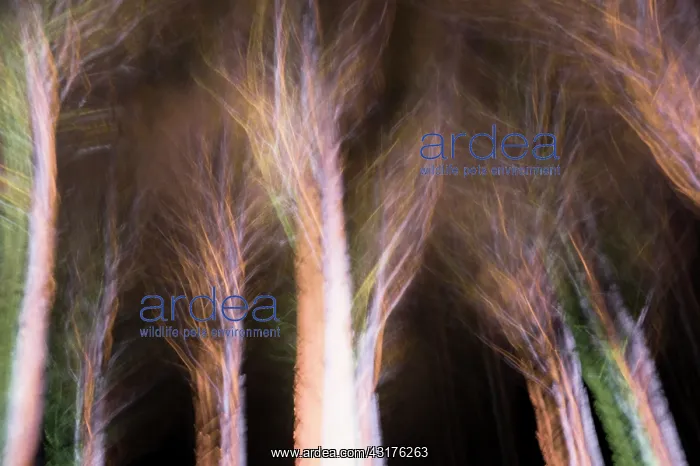 : Trees with bare branches, manipulated with multiple : Trees with bare branches, manipulated with multiple