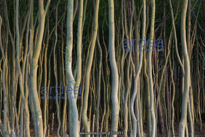 : Trees beach : Trees beach