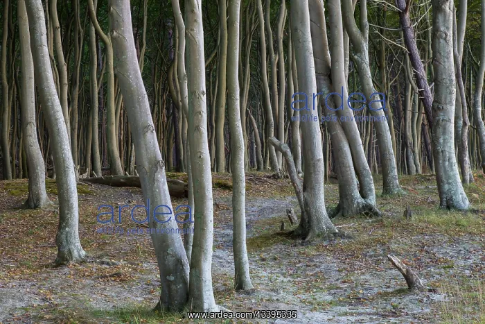 : Trees beach : Trees beach