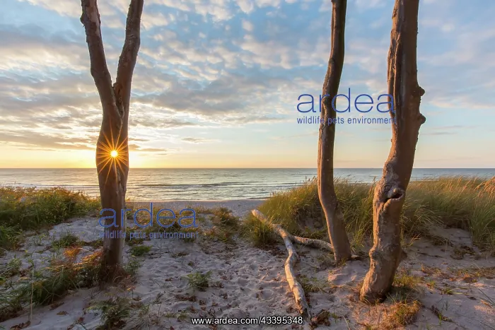 : Trees beach : Trees beach