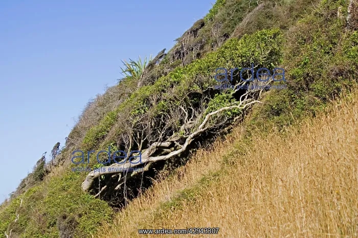 : Trees bent by prevailing wind : Trees bent by prevailing wind