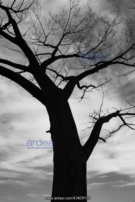 : Trees of Bosque series, after a control burn for : Trees of Bosque series, after a control burn for