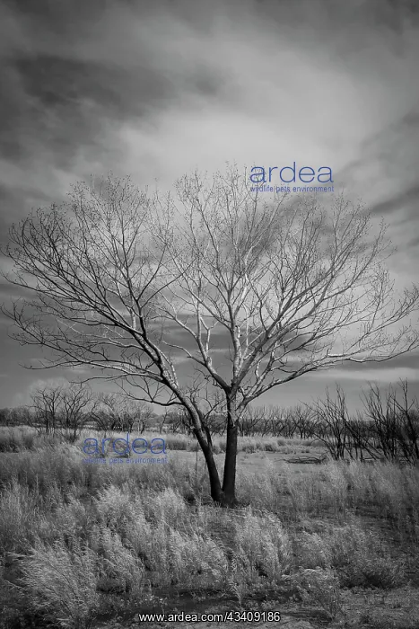 : Trees after a control burn for eastern red cedar : Trees after a control burn for eastern red cedar