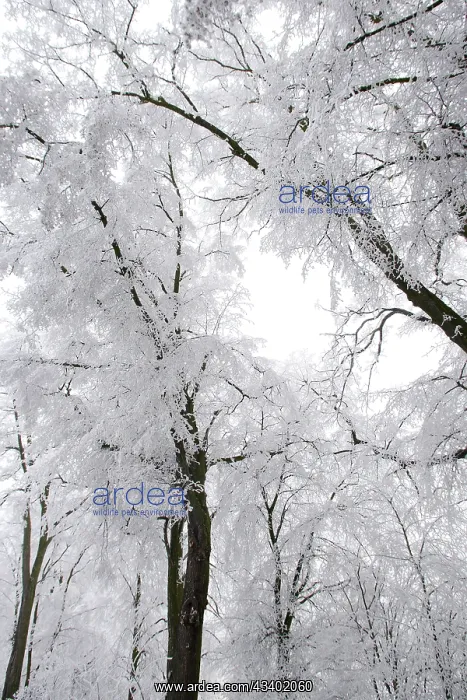  : Trees - covered in frost