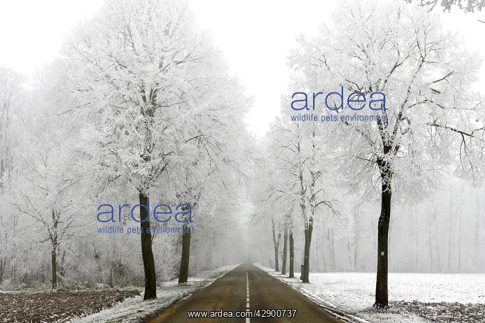 : Trees - covered in frost along road : Trees - covered in frost along road