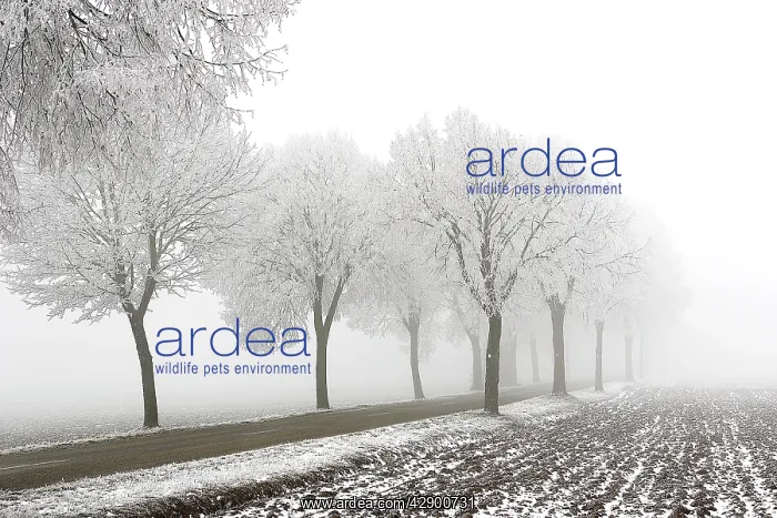  : Trees - covered in frost along road and mist