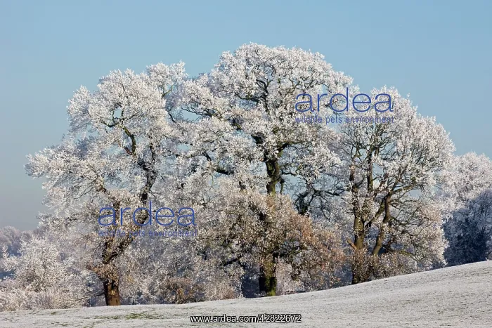 : Trees covered in hoarfrost : Trees covered in hoarfrost