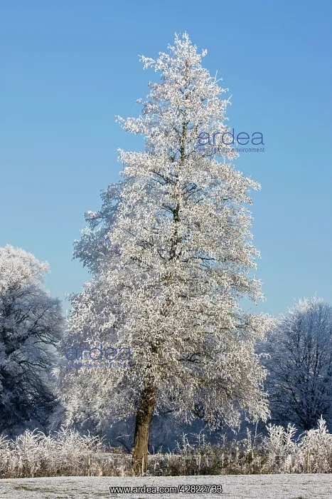 : Trees covered in hoarfrost : Trees covered in hoarfrost