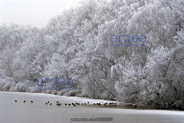 : Trees covered with ice and ducks on a frozen pond Dombes : Trees covered with ice and ducks on a frozen pond Dombes