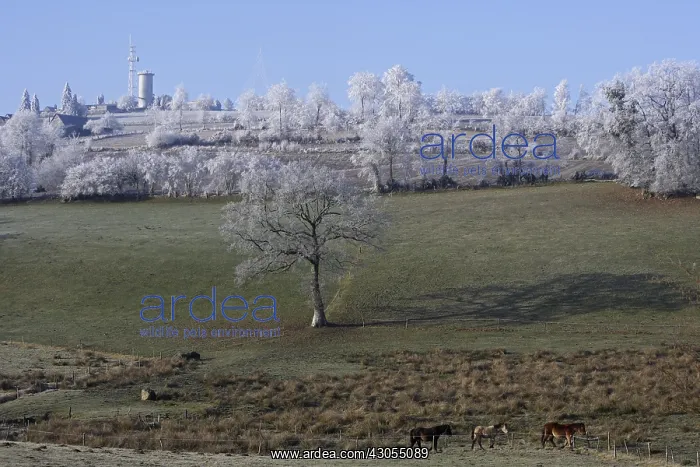 : Trees covered with ice and horses in a meadow Tinchebray : Trees covered with ice and horses in a meadow Tinchebray