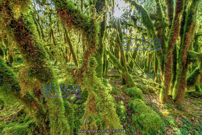 : Trees covered with moss (Antitrichia curtipendula) : Trees covered with moss (Antitrichia curtipendula)
