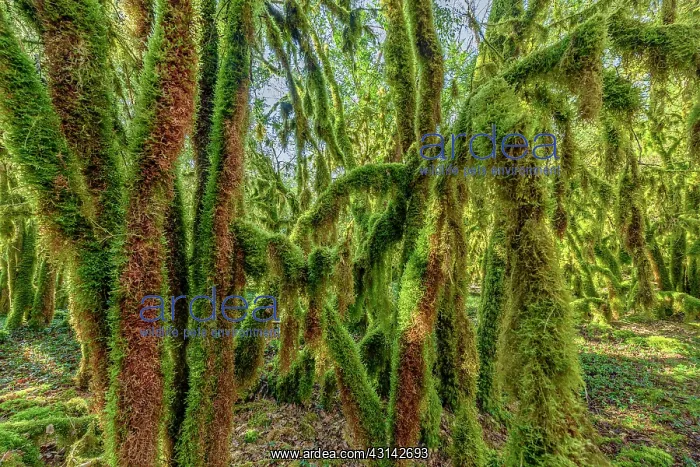 : Trees covered with moss (Antitrichia curtipendula) : Trees covered with moss (Antitrichia curtipendula)