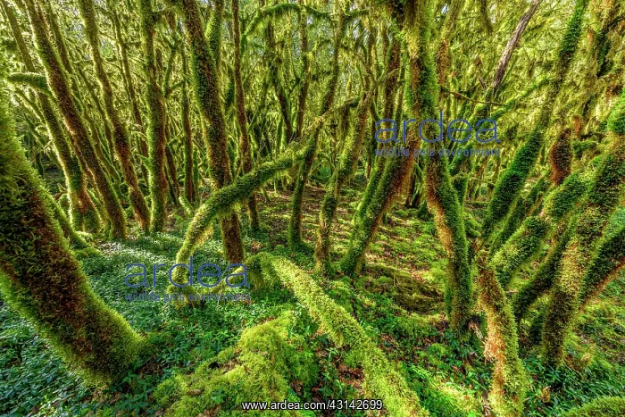 : Trees covered with moss (Antitrichia curtipendula) : Trees covered with moss (Antitrichia curtipendula)