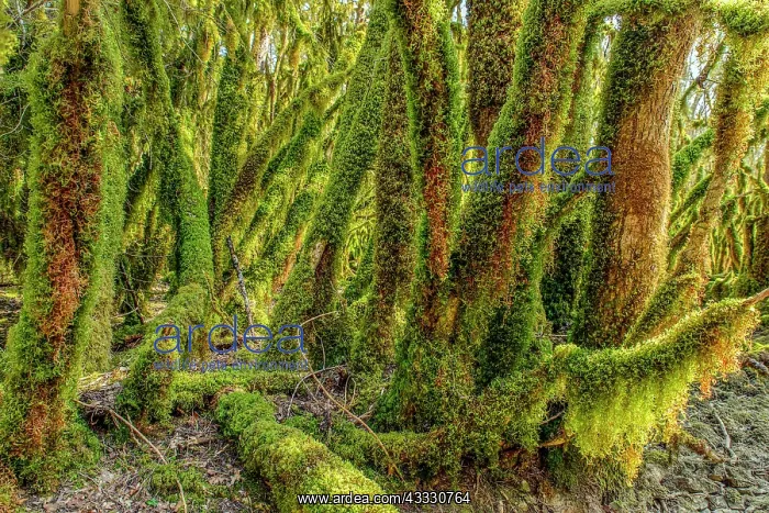 : Trees covered with moss (Antitrichia curtipendula) : Trees covered with moss (Antitrichia curtipendula)