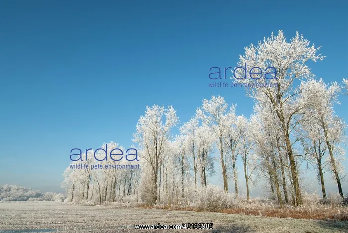 : Trees covered with rime ice in winter landscape : Trees covered with rime ice in winter landscape
