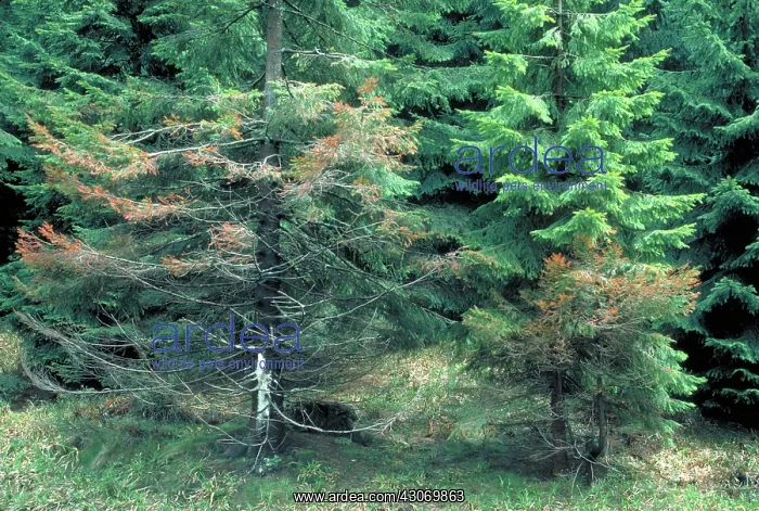 : Trees damaged by acid rain : Trees damaged by acid rain
