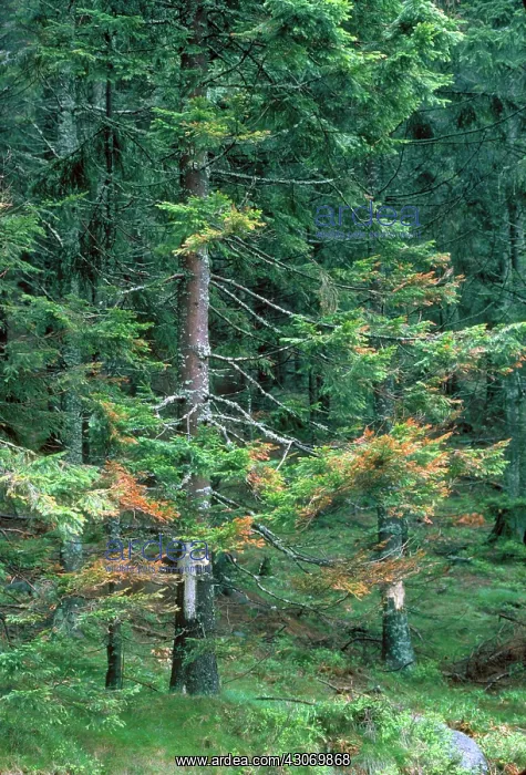 : Trees damaged by acid rain : Trees damaged by acid rain