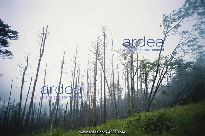 : Trees Damaged by Acid Rain : Trees Damaged by Acid Rain