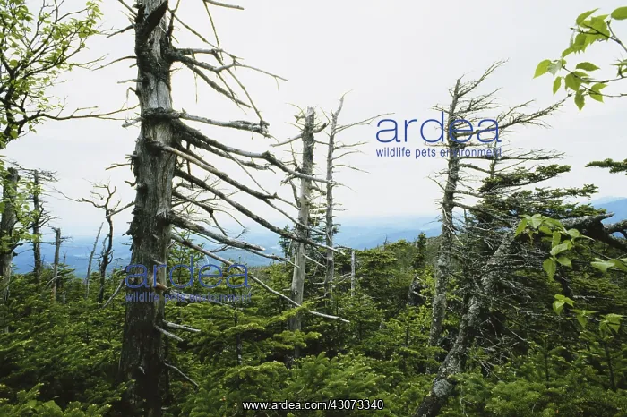  : Trees Damaged by Acid Rain