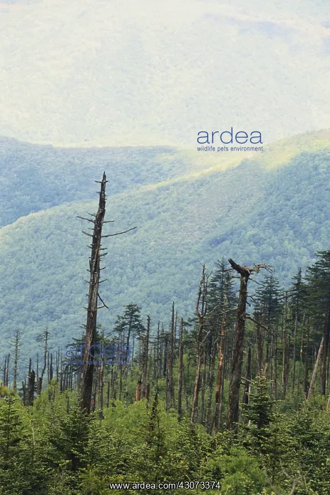 : Trees Damaged by Acid Rain : Trees Damaged by Acid Rain