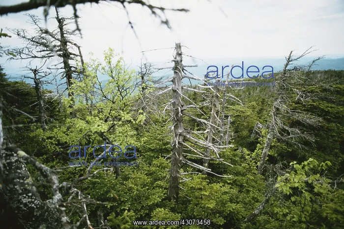  : Trees Damaged by Acid Rain