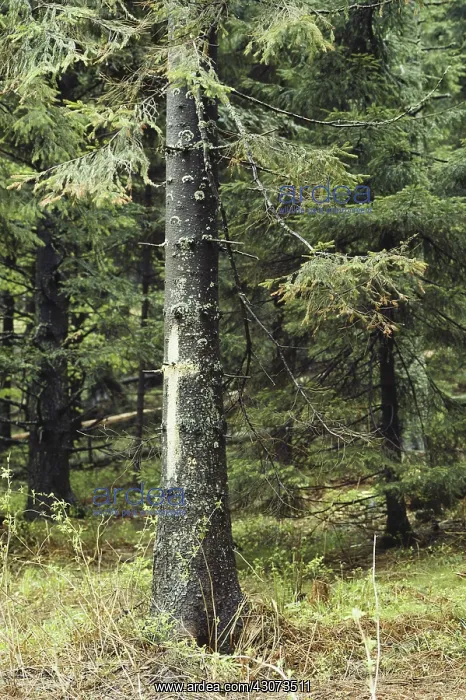 : Trees Damaged by Acid Rain : Trees Damaged by Acid Rain