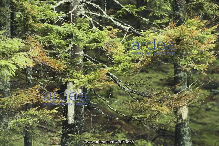 : Trees Damaged by Acid Rain : Trees Damaged by Acid Rain