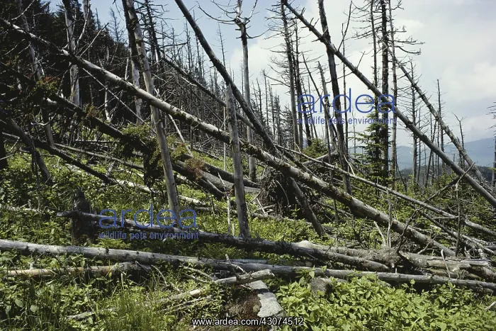 : Trees Damaged by Acid Rain : Trees Damaged by Acid Rain