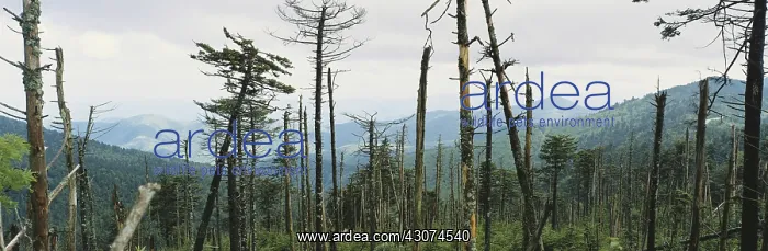 : Trees Damaged by Acid Rain : Trees Damaged by Acid Rain