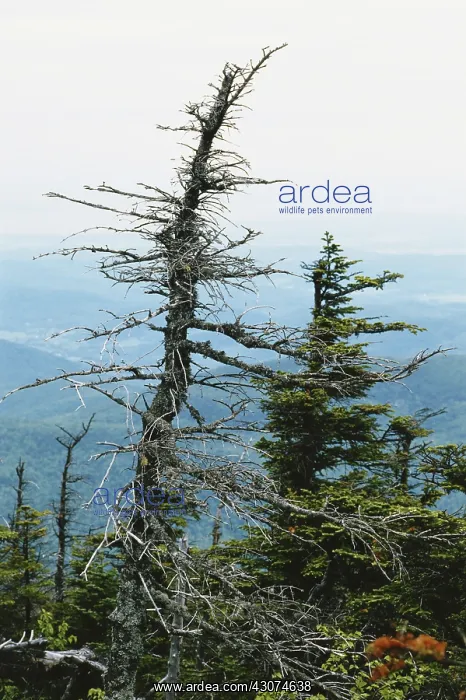 : Trees Damaged by Acid Rain : Trees Damaged by Acid Rain