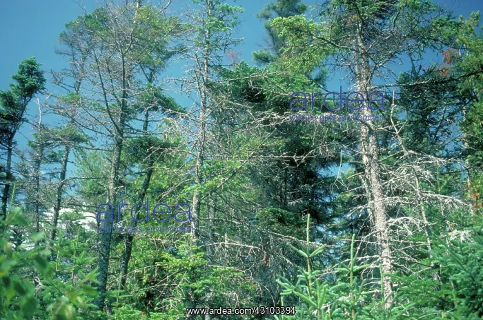 : Trees damaged by acid rain : Trees damaged by acid rain