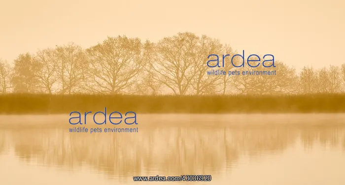 : Trees at Dawn - Hickling Broad Norfolk UK : Trees at Dawn - Hickling Broad Norfolk UK