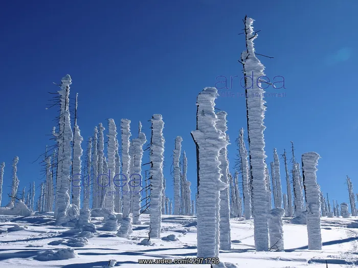 : Trees destroyed by Bark Beetle - covered in snow : Trees destroyed by Bark Beetle - covered in snow