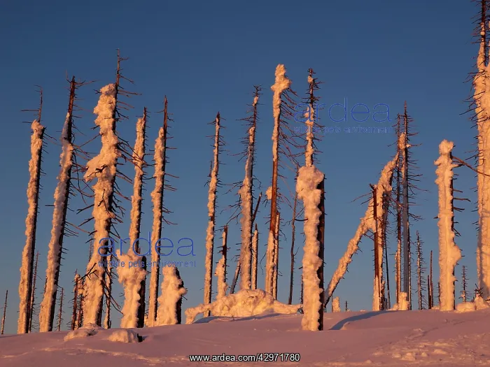 : Trees destroyed by Bark Beetle - covered in snow : Trees destroyed by Bark Beetle - covered in snow