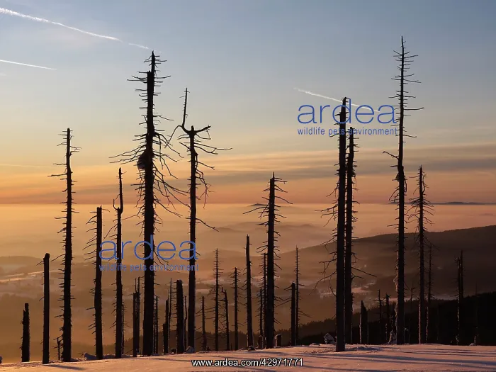 : Trees destroyed by Bark Beetle - at sunset : Trees destroyed by Bark Beetle - at sunset