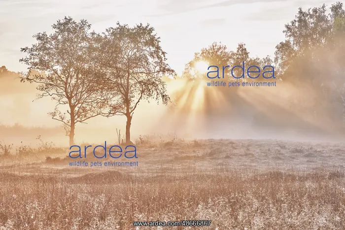 : Trees in the early morning mist at sunrise, Eigenried raised : Trees in the early morning mist at sunrise, Eigenried raised