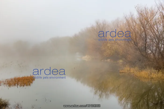 : Trees on foggy morning, Bosque del Apache National : Trees on foggy morning, Bosque del Apache National