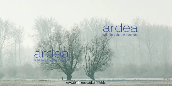  : Trees in foggy snow-covered farmland
