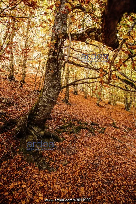 : Trees in the forest in Autumn : Trees in the forest in Autumn