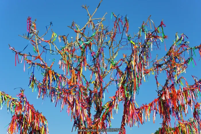 : Trees with good luck ribbons, Yalta, Crimea : Trees with good luck ribbons, Yalta, Crimea