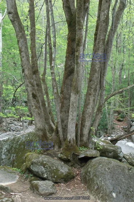 : Trees Growing Among Rocks : Trees Growing Among Rocks