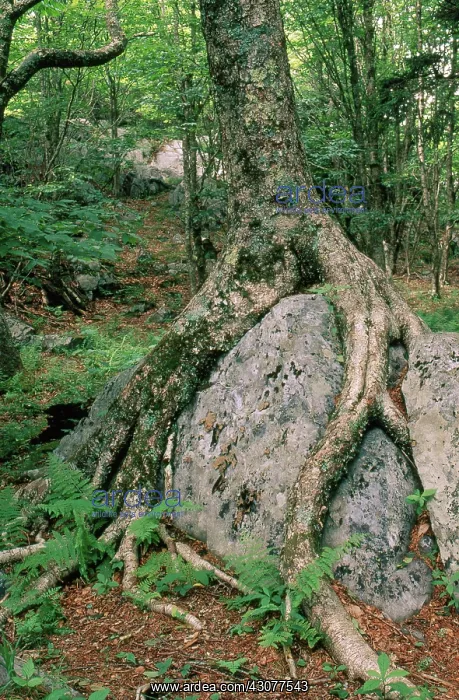 : Trees Growing Among Rocks : Trees Growing Among Rocks