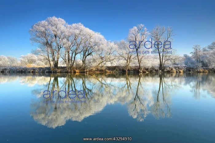 : Trees with hoar frost, reflection in River Saale : Trees with hoar frost, reflection in River Saale