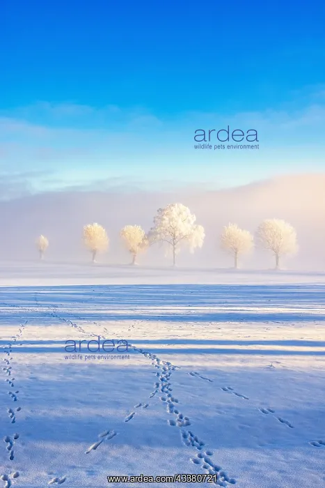 : Trees with hoarfrost and fog, animal tracks in the : Trees with hoarfrost and fog, animal tracks in the