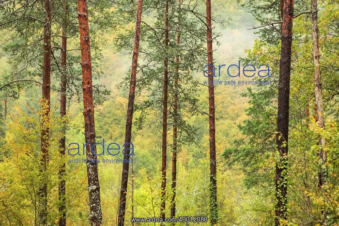 : Trees in Irati Forest : Trees in Irati Forest