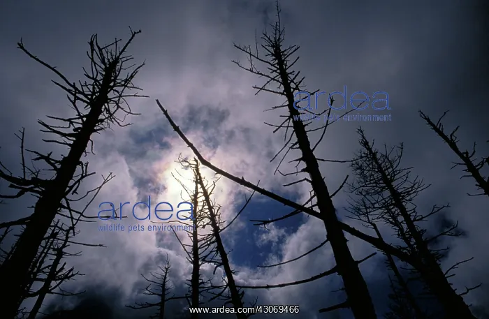 : Trees killed by acid rain : Trees killed by acid rain