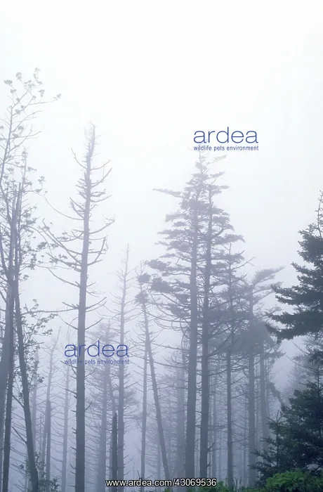 : Trees killed by acid rain : Trees killed by acid rain